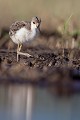  échasse blanche, himantopus himantopus, étang, vertébré, France, oiseau 