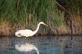  grande aigrette, casmerodius albus, étang, vertébré, oiseau, France 