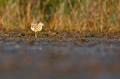  crabier chevelu, ardeola ralloides, étang, oiseau, vertébré, France 