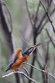  martin-pêcheur d'Europe, alcedo atthis, étang, oiseau, vertébré, France 