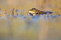  grenouille rieuse, Rana ridibunda, étang, amphibien, vertébré,France 