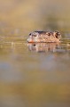  ragondin, Myocastor coypus, étang, mammifère, vertébré, France 