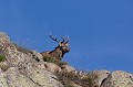  cerf elaphe, cervus elaphus, mammifère, montagne, France 