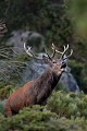  cerf elaphe, cervus elaphus, mammifère, montagne, France 