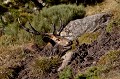  cerf elaphe, souille, cervus elaphus, mammifère, montagne, France 