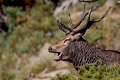  cerf elaphe, bramant, cervus elaphus, mammifère, montagne, France 