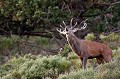  cerf elaphe, bramant, cervus elaphus, mammifère, montagne, France 