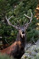  cerf elaphe, bramant, cervus elaphus, mammifère, montagne, France 