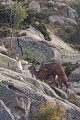  cerf elaphe, bramant, cervus elaphus, mammifère, montagne, France 