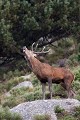  cerf elaphe, bramant, cervus elaphus, mammifère, montagne, France 