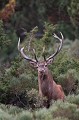  cerf elaphe, cervus elaphus, mammifère, montagne, France 