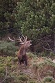  cerf elaphe, bramant, cervus elaphus, mammifère, montagne, France 