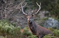  cerf elaphe, bramant, cervus elaphus, mammifère, montagne, France 