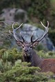  cerf elaphe, bramant, cervus elaphus, mammifère, montagne, France 