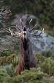  cerf elaphe, bramant, cervus elaphus, mammifère, montagne, France 