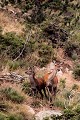  cerf elaphe, biche, faon, cervus elaphus, mammifère, montagne, France 