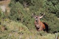  cerf elaphe, bramant, cervus elaphus, mammifère, montagne, France 