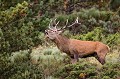  cerf elaphe, bramant, cervus elaphus, mammifère, montagne, France 