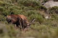  cerf elaphe, combat, cervus elaphus, mammifère, montagne, France 
