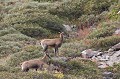  isard, rupicapra pyrenaica, montagne, vertébré, France, mammifère 