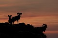  mouflon, ovis gmelini, montagne, vertébré, France, mammifère 