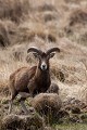  mouflon, ovis gmelini, montagne, vertébré, France, mammifère 