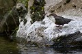  cincle plongeur cinclus cinclus, oiseau, vertébré, montagne, ruisseau, France 