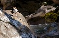  cincle plongeur cinclus cinclus, oiseau, vertébré, montagne, ruisseau, France 
