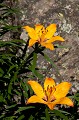 Il pousse dans les vires herbeuses des barres rocheuses de l'étage montagnard fleur, montagne, Alpes, le lis orangé, Lilium bulbiferum 