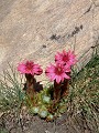 Elle pousse dans les pierriers de l'étage montagnard et subalpin fleur, montagne, Alpes, la joubarbe à toile d'araignée, Sempervivum arachnoideum 