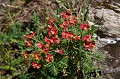 Elle pousse dans les milieux secs, prés et rochers de l'étage montagnard fleur, montagne, Alpes, l'euphorbe faux cyprès, Euphorbia cyparissias 