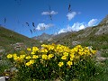 Il pousse dans les prairies de l'étage subalpin fleur, montagne, Alpes, le millepertuis de Richer (Hypericum richeri) 