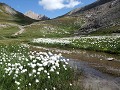 Elle pousse dans les zones humides de l'étage subalpin fleur, montagne, Alpes, la linaigrette de Scheuchzer, Eriophorum Scheuchzeri 