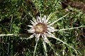 Elle pousse dans les pelouses des étages montagnard et subalpin fleur, montagne, Alpes, la carline acaule (Carlina acaulis) 