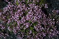 Elle pousse dans les zones rocailleuses de l'étage montagnard fleur, montagne, Alpes, la saponaire faux basilic (Saponaria ocymoides) 