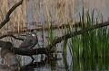  oiseau, vertébré, étang, France, pigeon ramier, Columba palumbus 