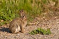  le lapin de garenne, Oryctolagus cuniculus, mammifère, vertébré, France 