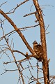 Il pond ses oeufs dans les nids de pie le coucou geai, Clamator glandarius, oiseau, vertébré, France 