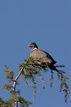  le pigeon ramier, Columba palumbus, vertébré, oiseau, France 