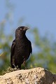  le chouca des tours, Corvus monedula, vertébré, oiseau, France 