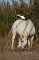  le héron garde-boeufs, Bubulcus ibis, oiseau, étang, vertébré, France, cheval camarguais 