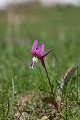 Elle fleurit dès la fonte des neige dans l'étage montagnard fleur, montagne, Alpes, Erythrone Dent-de-chien, Erythronium Dens-canis 