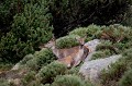  cerf elaphe, cervus elaphus, mammifère, montagne, France, biche 