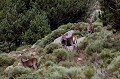  cerf elaphe, cervus elaphus, mammifère, montagne, France, biches 