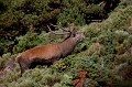  cerf elaphe, cervus elaphus, mammifère, montagne, France, brame 