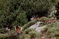  cerf elaphe, cervus elaphus, mammifère, montagne, France, biches, rut 