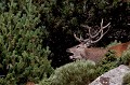  cerf elaphe, cervus elaphus, mammifère, montagne, France, brame 