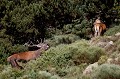 cerf elaphe, cervus elaphus, mammifère, montagne, France, biche, brame 