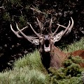  cerf elaphe, cervus elaphus, mammifère, montagne, France, brame 