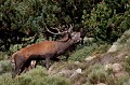  cerf elaphe, cervus elaphus, mammifère, montagne, France, brame 